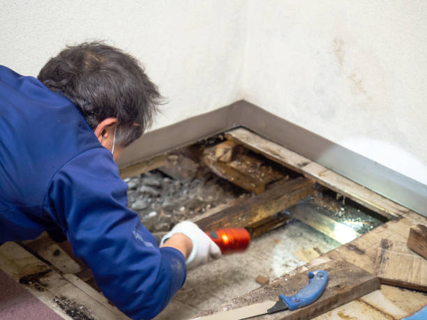 Attic Mold Removal in Gulfport, FL