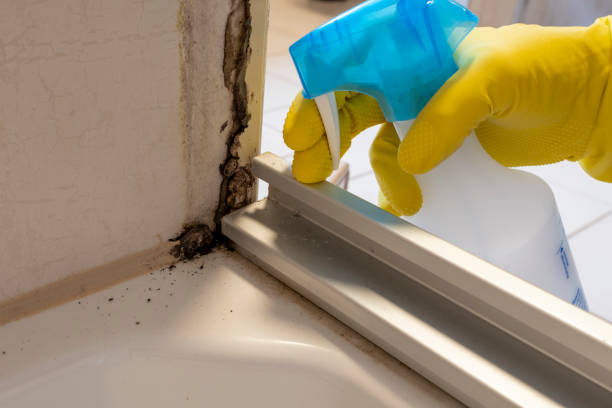 Attic Mold Removal in Gulfport, FL