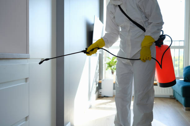 Professional Mold Removal in Gulfport, FL