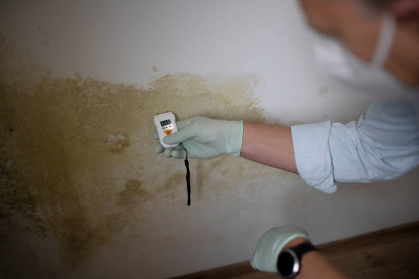 Best Office Mold Removal Services  in Gulfport, FL