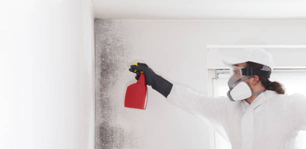 Best Fast Mold Removal  in Gulfport, FL