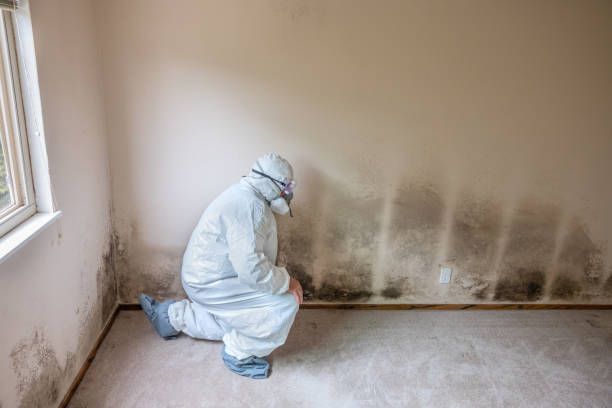 Best Mold Damage Repair  in Gulfport, FL