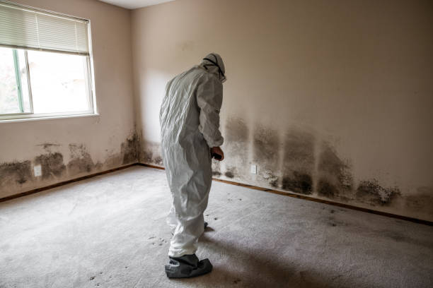 Best Toxic Mold Removal  in Gulfport, FL