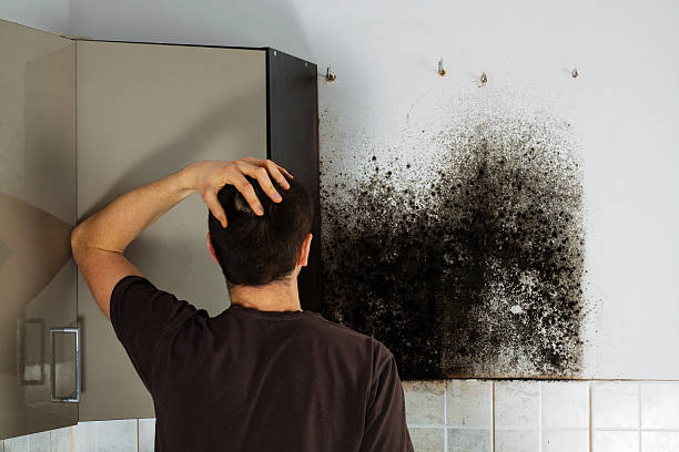 Best Commercial Mold Removal  in Gulfport, FL