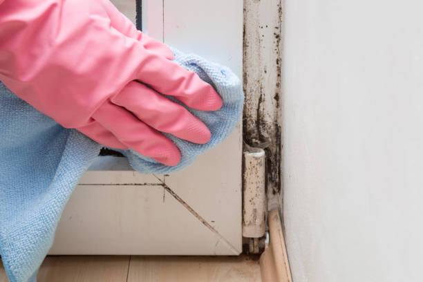 Best Attic Mold Removal  in Gulfport, FL
