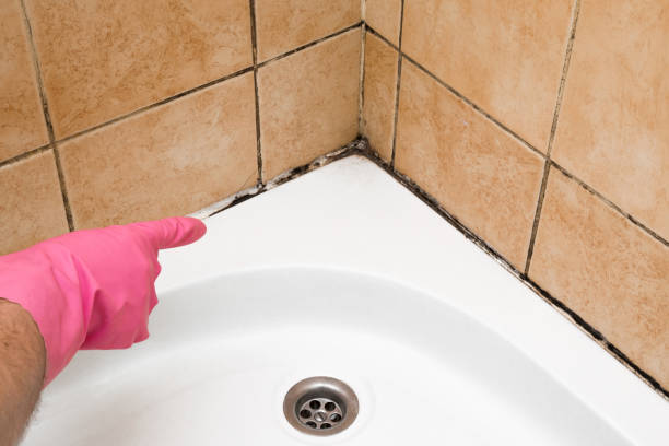 Office Mold Removal Services in Gulfport, FL